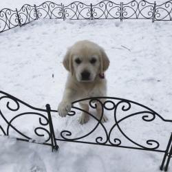 English cream golden retriever waits in Texas snow storm