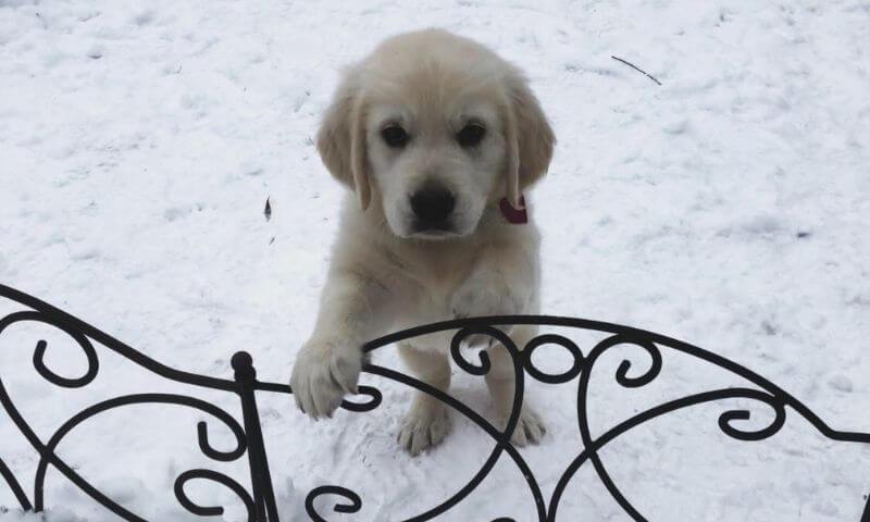 English cream golden retriever waits in Texas snow storm