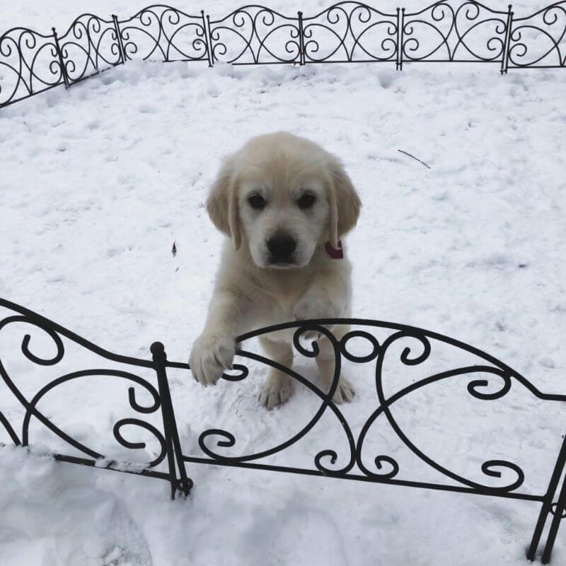 English cream golden retriever waits in Texas snow storm